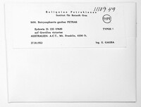 Image of Botryosphaeria gaubae